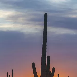 USA, Arizona, Saguaro National Park. Saguaro cactus at sunset