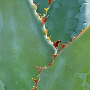 USA, Arizona, Tucson. Parryi Agave have sharp, rows of teeth down each spine as seen