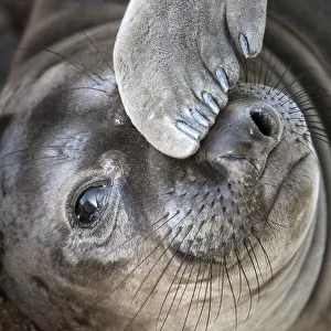 Usa, California. A curious elephant seal pup goes eye to the eye with the photographer next to the Lifeboat Station at Point Reyes