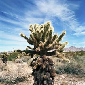 USA, California, Mojave Desert. Teddybear Cholla cactus (Cylindropuntia bigelovii)