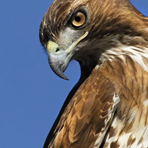USA, California. Red-shouldered hawk portrait
