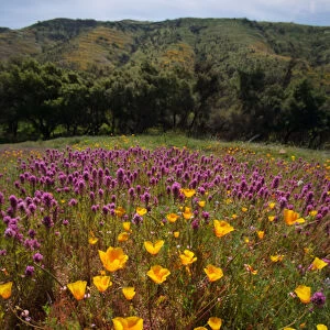 USA, California, San Diego. APoppy wildflowers in Rattlesnake Canyon