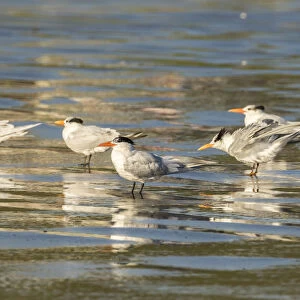 USA, California, San Luis Obispo County. Royal terns reflect in shore water. Credit as