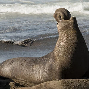 USA: California, San Simeon, elephant seals, (Mirounga Lionina) on Pacific Ocean