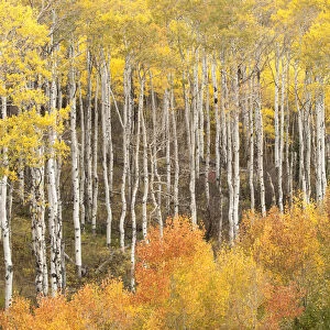 USA, Colorado, Fall colors