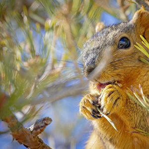 USA, Colorado, Fort Collins. Fox squirrel eating pine cone
