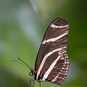 USA, Colorado, Fort Collins. Zebra longwing butterfly close-up
