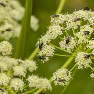 USA, Colorado, Gunnison National Forest. Cow parsnip and pollinating flies. Credit as