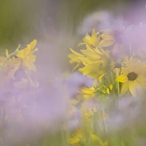 USA, Colorado, Gunnison National Forest. Mule-ears and aster flowers abstract