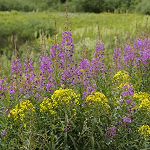 USA, Colorado, Gunnison National Forest. Springtime meadow with wildflowers