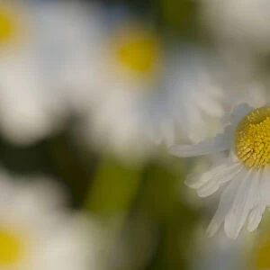 USA, Colorado, Gunnison National Forest. Wild chamomile flower abstract