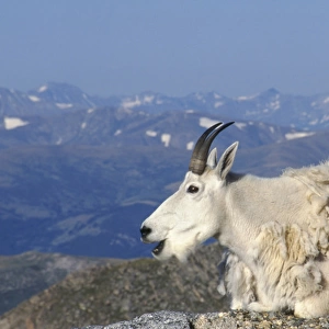 USA, Colorado, Mt. Evans, Mountain Goat (Oreamnus americanus) chewing its cud along