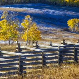 USA, Colorado, San Juan Mts. Fence line and aspens with fresh snow in the fall