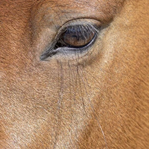 USA, Colorado, San Luis. Wild horse head close-up. USA, Colorado, San Luis. Credit as
