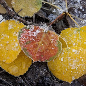 USA, Colorado, Uncompahgre National Forest. Frozen water on aspen leaves. Credit as