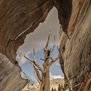 USA, Eastern Sierra, White Mountains, bristlecone pines