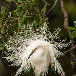 USA, Florida, Anastasia Island, Alligator Farm. Snowy egret in breeding plumage. Credit as