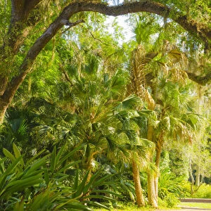 USA, Florida. Botanical gardens, Washington Oaks Gardens State Park