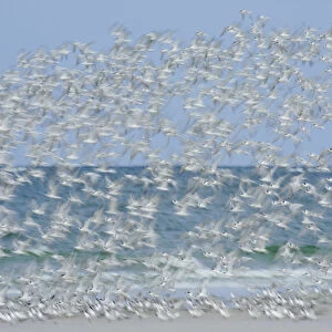 USA, Florida, Fort De Soto Park, Tierra Verde Key. White blur of terns taking flight