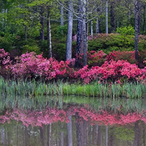 USA, Georgia, Callaway Gardens. Impressionistic view of trees and flowering bushes