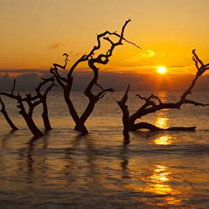 USA, Georgia. Jekyll Island, Driftwood Beach at sunrise
