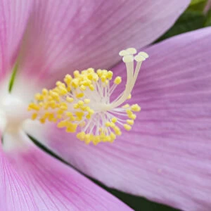 USA, Georgia, Savannah. Close-up of hibiscus flower