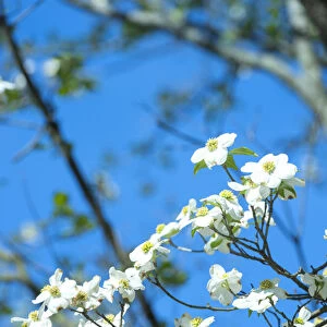 USA, Georgia, Savannah, flowering dogwood