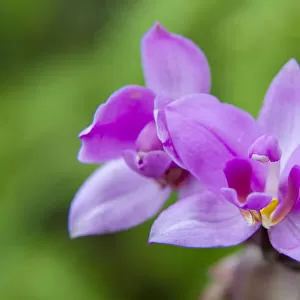 USA, Hawaii, Kauai. Close-up of wild orchid flower