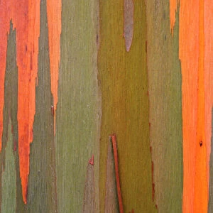 USA, Hawaii, Kauai. Detail of eucalyptus tree bark