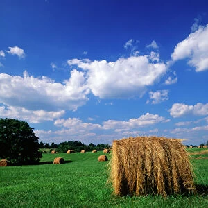 USA, Kentucky, Lexington, View of hay bales in field