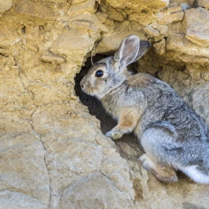 USA, Lincoln County, a cottontail rabbit climbs into its hole in a cliff in