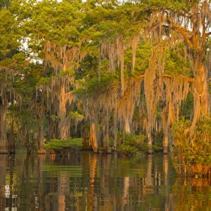 USA, Louisiana, Atchafalaya National Wildlife Refuge. Sunrise on swamp. Credit as