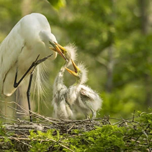 USA, Louisiana, Evangeline Parish. Great egret adult feeding chicks at nest. Credit as