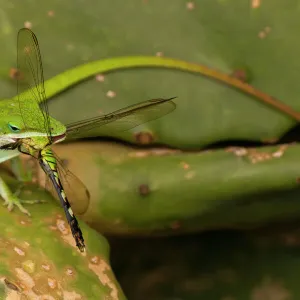 USA, Louisiana, Jefferson Island. Anole lizard with dragonfly prey