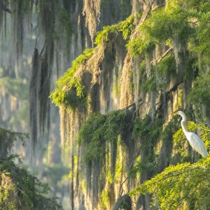 USA, Louisiana, Lake Martin. Foggy swamp sunrise with great egret in tree. Credit as