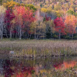 USA, Maine. Autumn foliage reflected in a pond, Acadia National Park