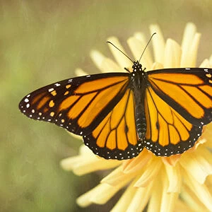 USA, Maine, Harpswell. Monarch butterfly on dahlia