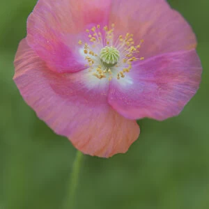 USA, Maine, Harpswell. Pink poppy. Credit as: Kathleen Clemons / Jaynes Gallery / DanitaDelimont