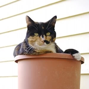 USA, Massachusetts, Greenfield. A calico cat poses in a flowerpot (PR)