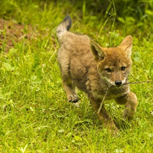 USA, Minnesota, Pine County. Coyote pup playing with stick