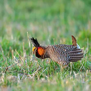 Phasianidae Metal Print Collection: Greater Prairie Chicken