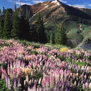 USA, Nevada, Jarbidge Wilderness, Jarbidge, View of snowcapped mountain with lupins