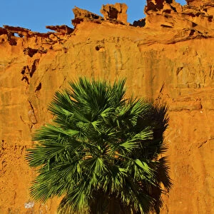 USA, Nevada, Mesquite. Gold Butte National Monument, Little Finland, Palm tree in