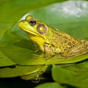 USA, New Jersey, Far Hills, Leonard J. Buck Garden. Green Frog with Leafhopper