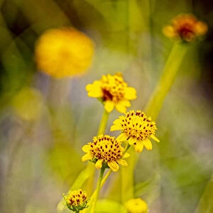 USA, New Mexico, Alamogordo. Close-up of wildflowers
