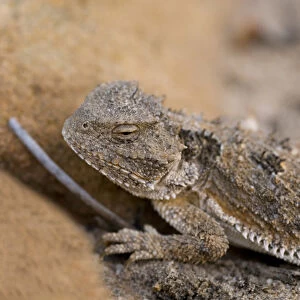 USA, NM. Desert horned lizard (Phrynosoma platyrhinos). Called Horny Toads, though