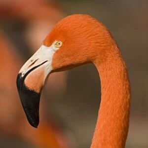 USA, NM, Rio Grande Zoo. American Greater Flamingo (Phoenicopterus ruber), captive