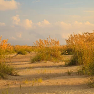 USA; North America; Georgia; Tybee Island; Sea Oats and dunes on Tybee Island