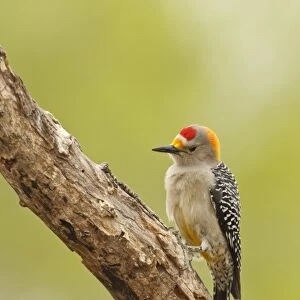 Woodpeckers Poster Print Collection: Brown Fronted Woodpecker