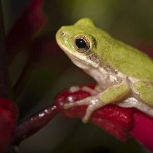 Treefrogs Collection: Squirrel Treefrog